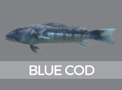 bluecod-species-id